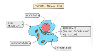 Animal Cell