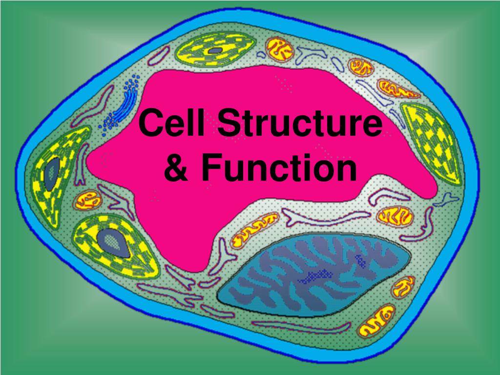 Chapter 1: Cell Structure and Function