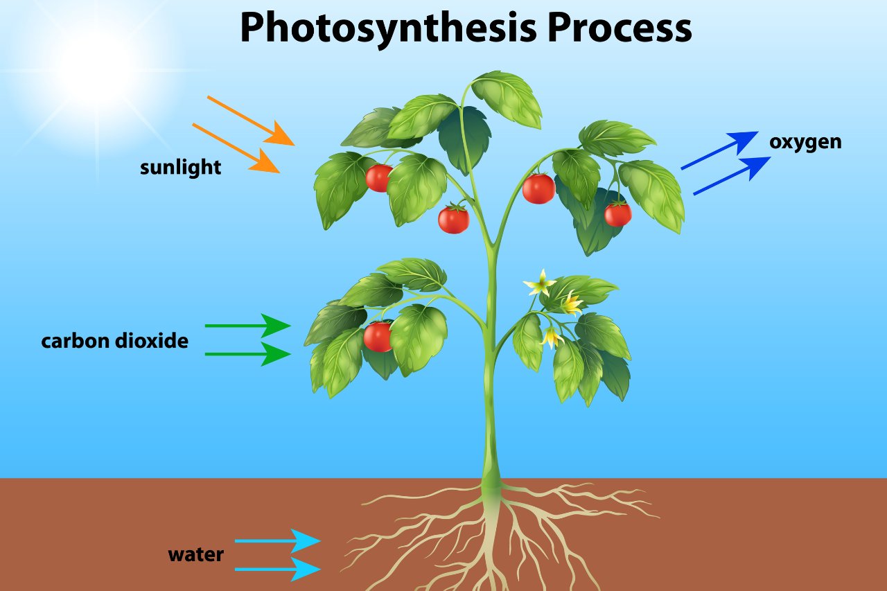 Chapter 6: Photosynthesis