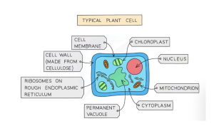 Difference Between Animal and Plant Cell