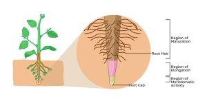 Structure of Root Hair Cells