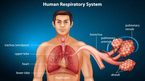 Chapter 10 - Respiration