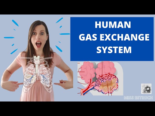 Chapter 9: Human Gas Exchange